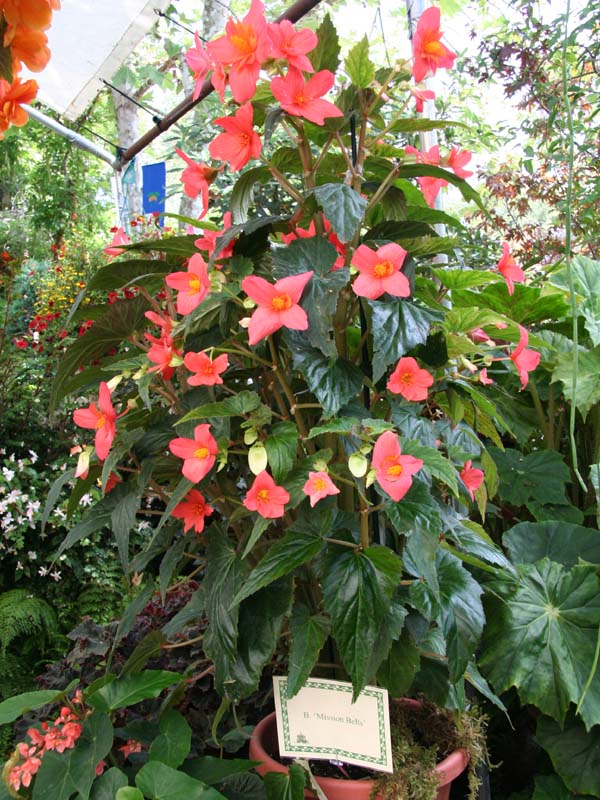 B. ‘Mission Bells’